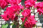 DCP_3441.JPG