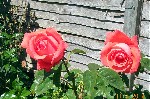 DCP_3454.JPG